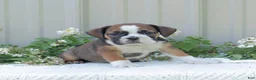 English Bulldog dogs for sale: Jasper - Ad 2