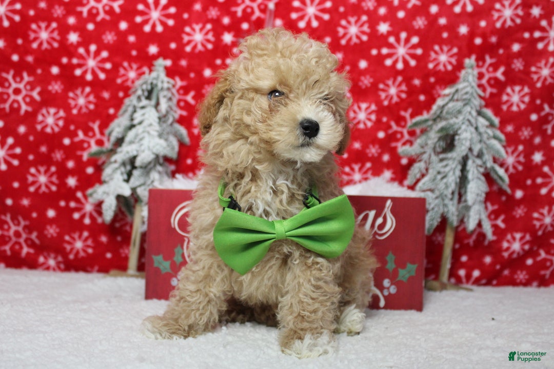 Havapoo dogs for sale: Foxtrot  - Ad 4