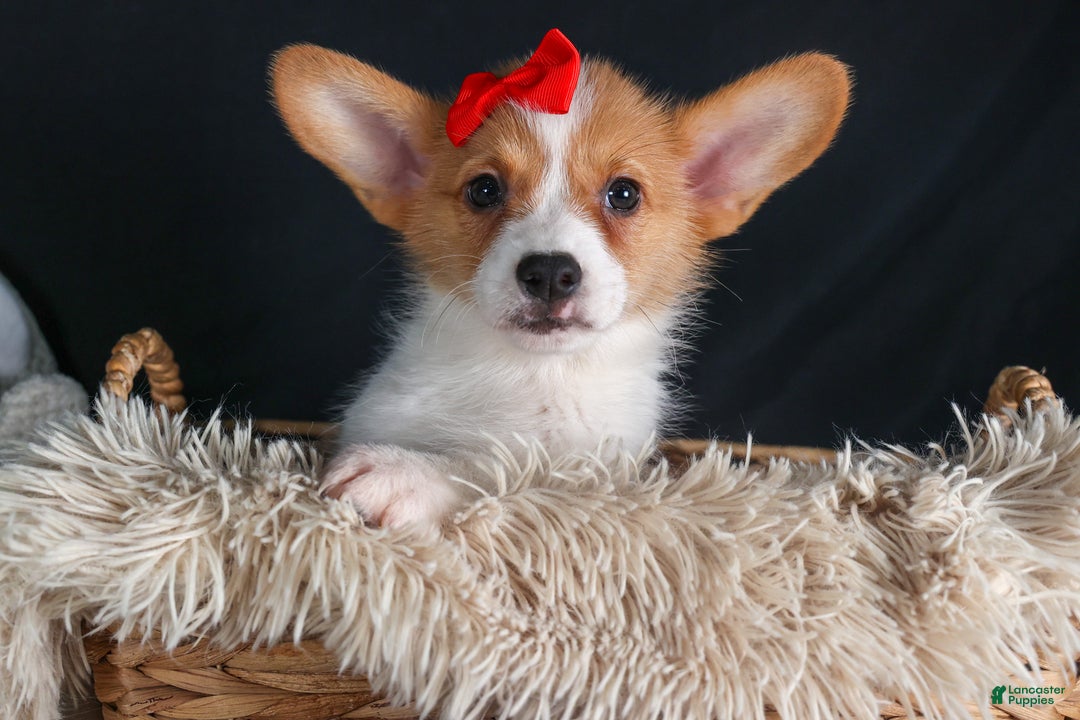 Welsh Corgi Pembroke dogs for sale: Irwin - Ad 6