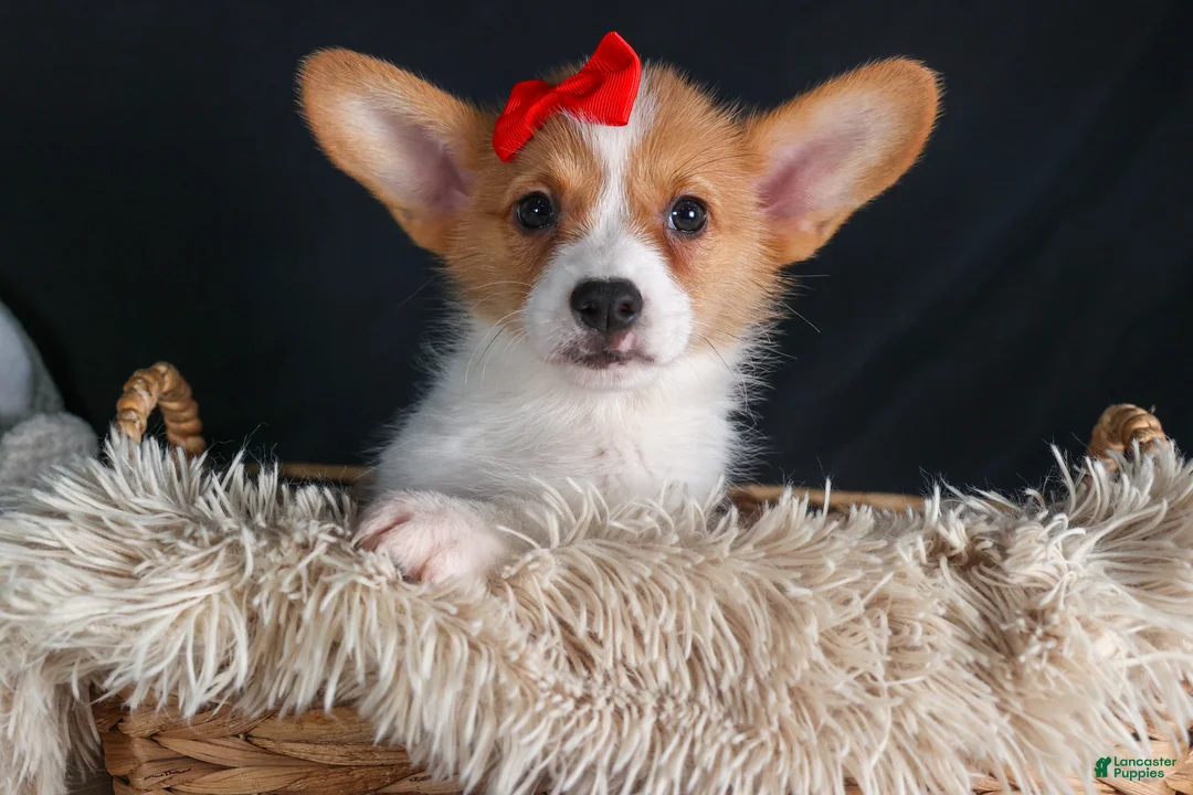 Welsh Corgi Pembroke dogs for sale: Irwin - Ad 7