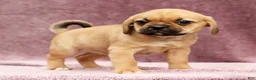 Puggle dogs for sale: Penny - Ad 7
