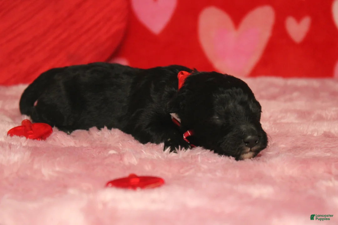 Mixed Breed dogs for sale: Babe - Ad 4