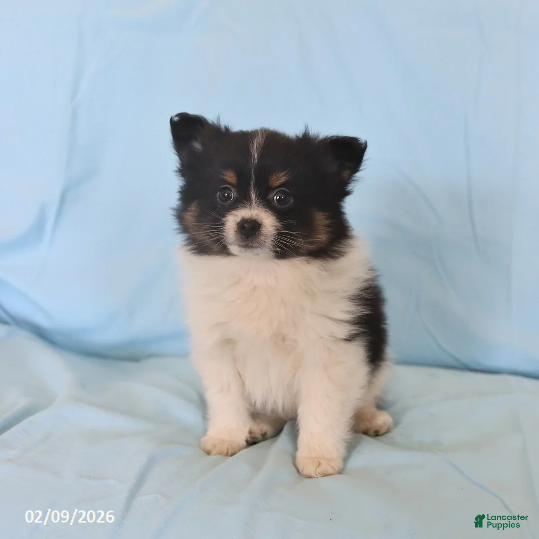 Pomeranian dogs for sale: Lonnie - Ad 3