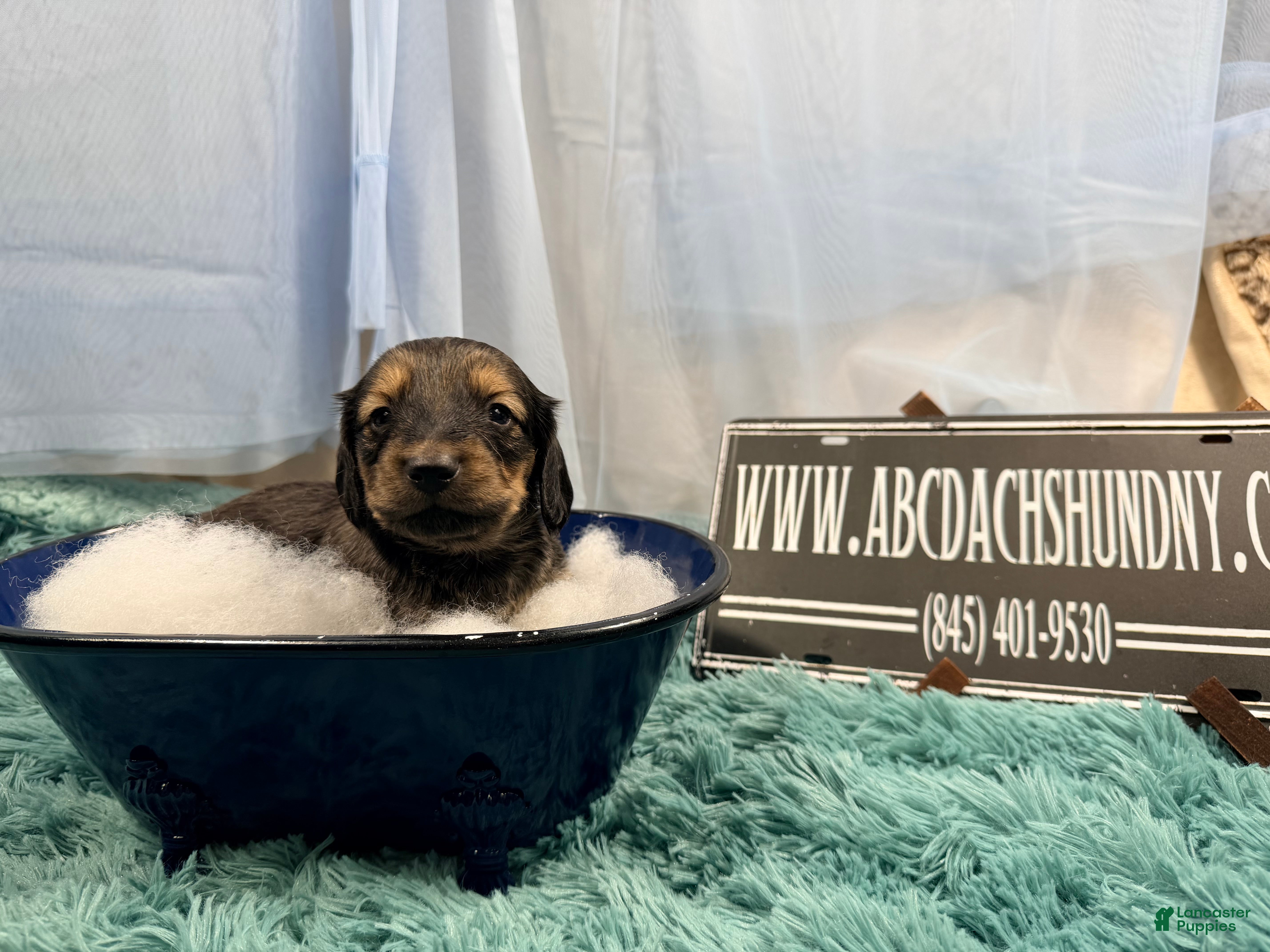 Miniature Dachshund dogs Uk English cream - Ad 4