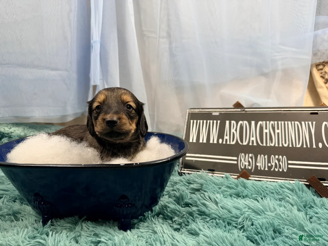 Miniature Dachshund dogs for sale: Uk English cream - Ad 1