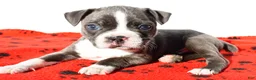Boston Terrier dogs for sale: Shawn - Ad 4