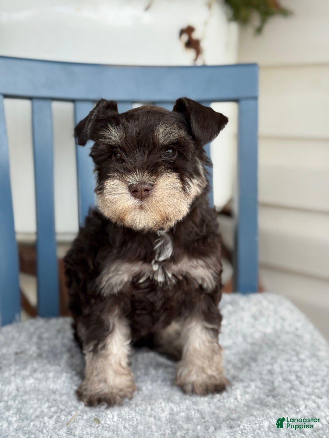 Miniature Schnauzer dogs for sale: Duchess - Ad 5