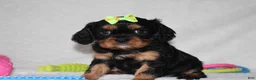 Cavalier King Charles Spaniel dogs for sale: Polly - Ad 2