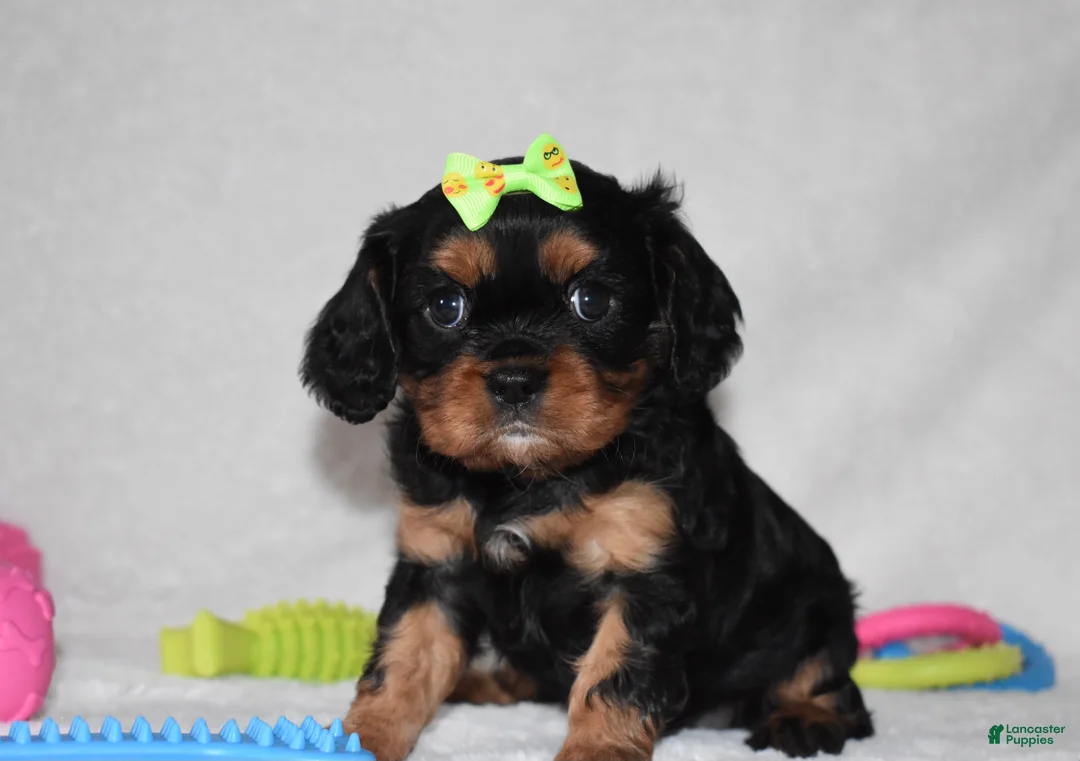 Cavalier King Charles Spaniel dogs for sale: Polly - Ad 2