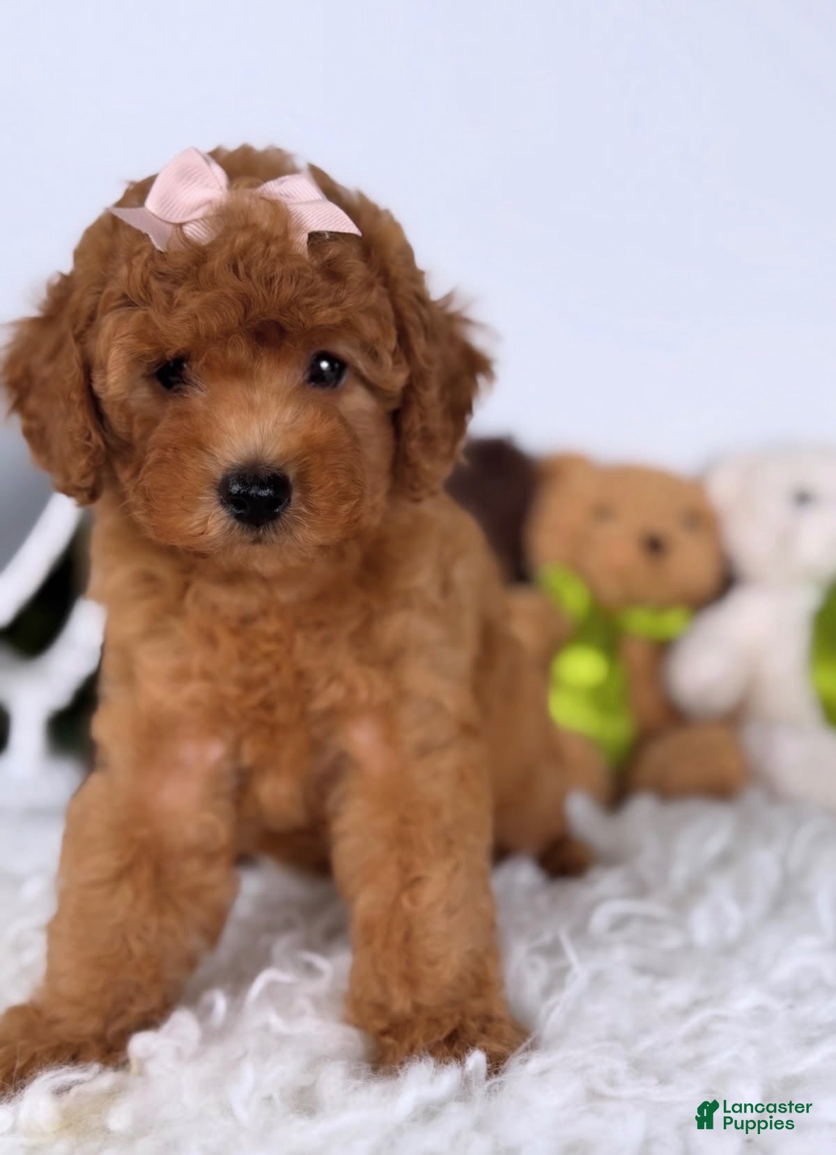 Maltipoo dogs Bonbon 🍬 - Ad 13