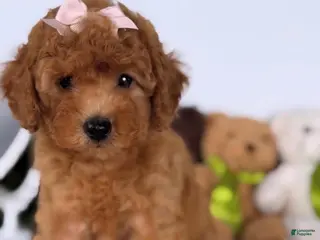 Maltipoo dogs Bonbon 🍬 - Ad 13