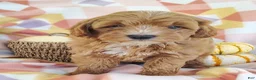 Mixed Breed dogs for sale: Sugar  - Ad 2