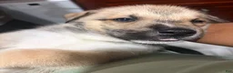Mixed Breed dogs for sale: Nala - Ad 3
