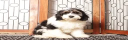 Cavapoo dogs for sale: Bear  - Ad 4