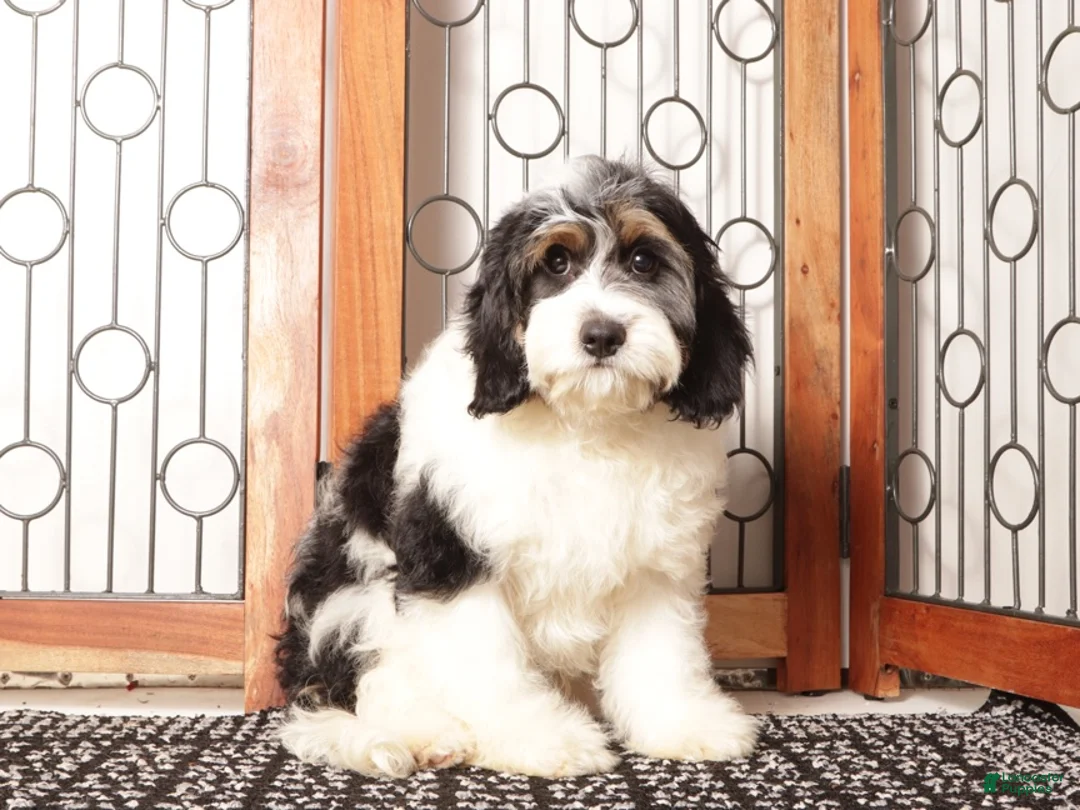 Cavapoo dogs for sale: Bear  - Ad 4