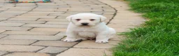 Labrador Retriever dogs for sale: Captain  - Ad 6