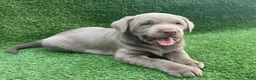 Labrador Retriever dogs for sale: Oliver  - Ad 5
