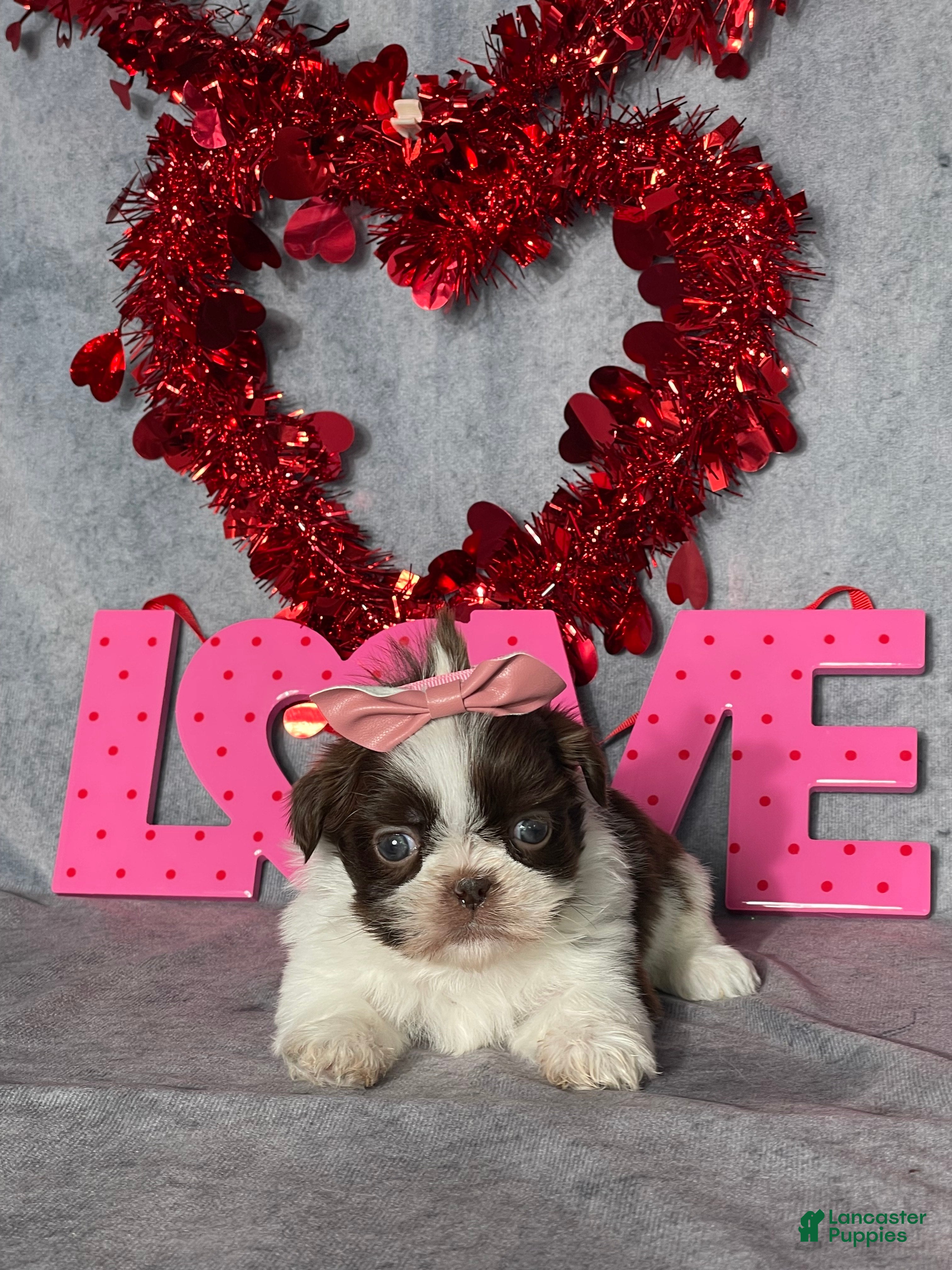 Shih Tzu dogs for sale: Valerie  - Ad 1