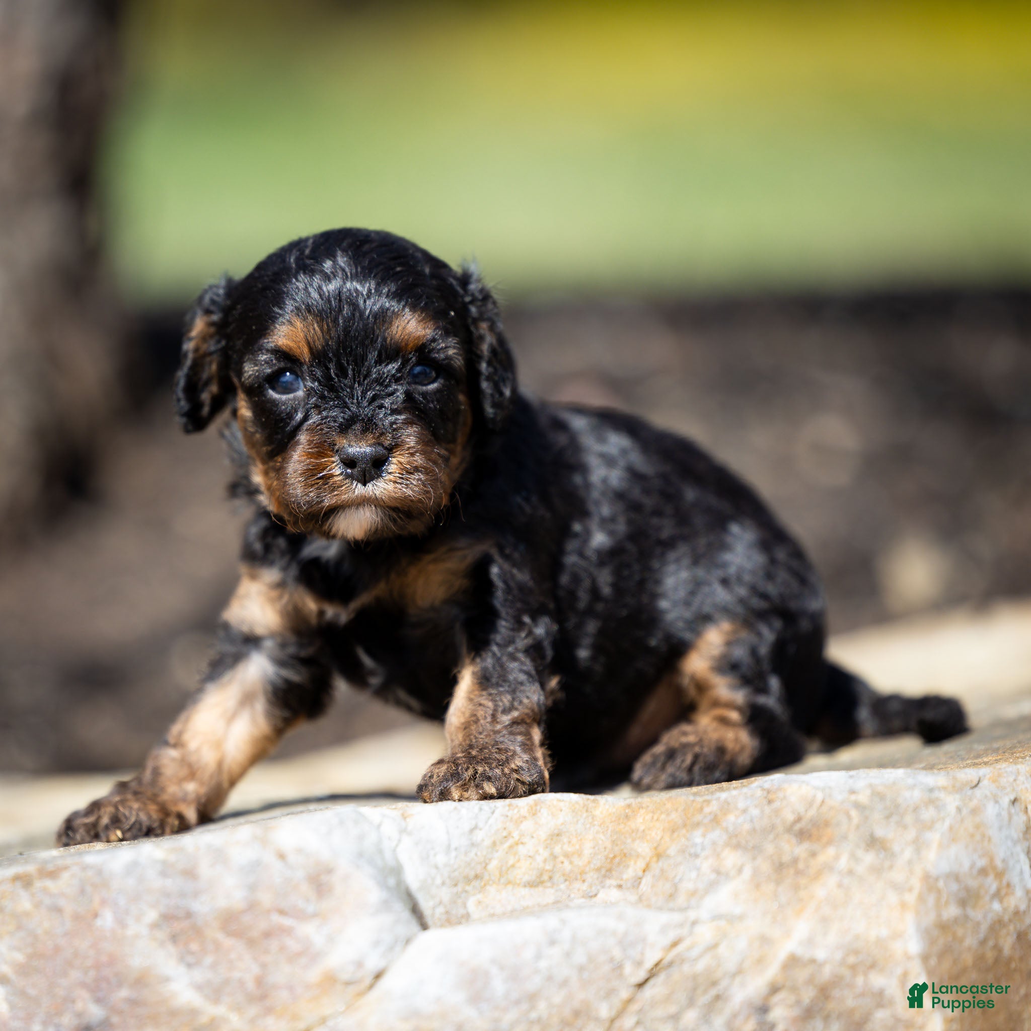 Cavapoo dogs Turbo Cavapoo Puppy  - Ad 2