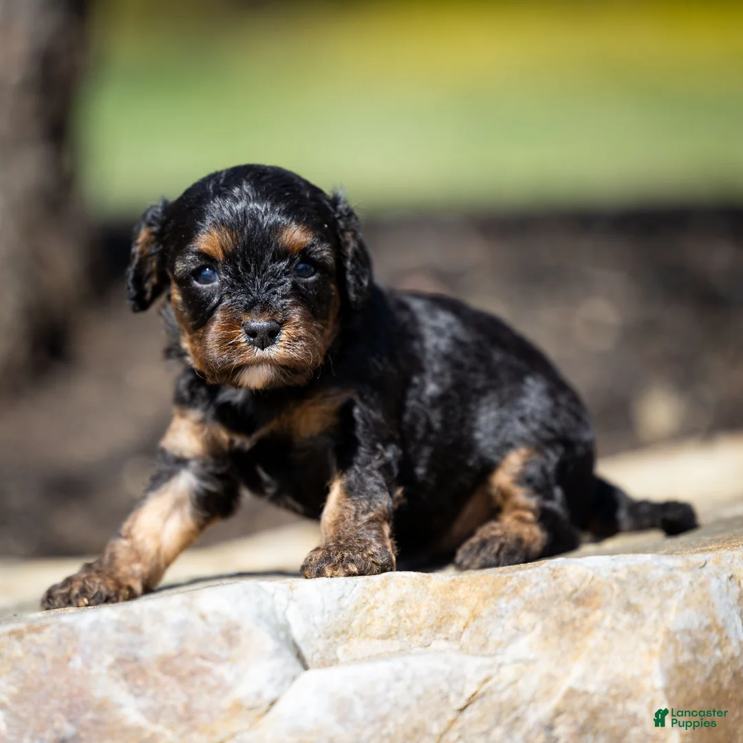 Cavapoo dogs for sale: Turbo Cavapoo Puppy  - Ad 2