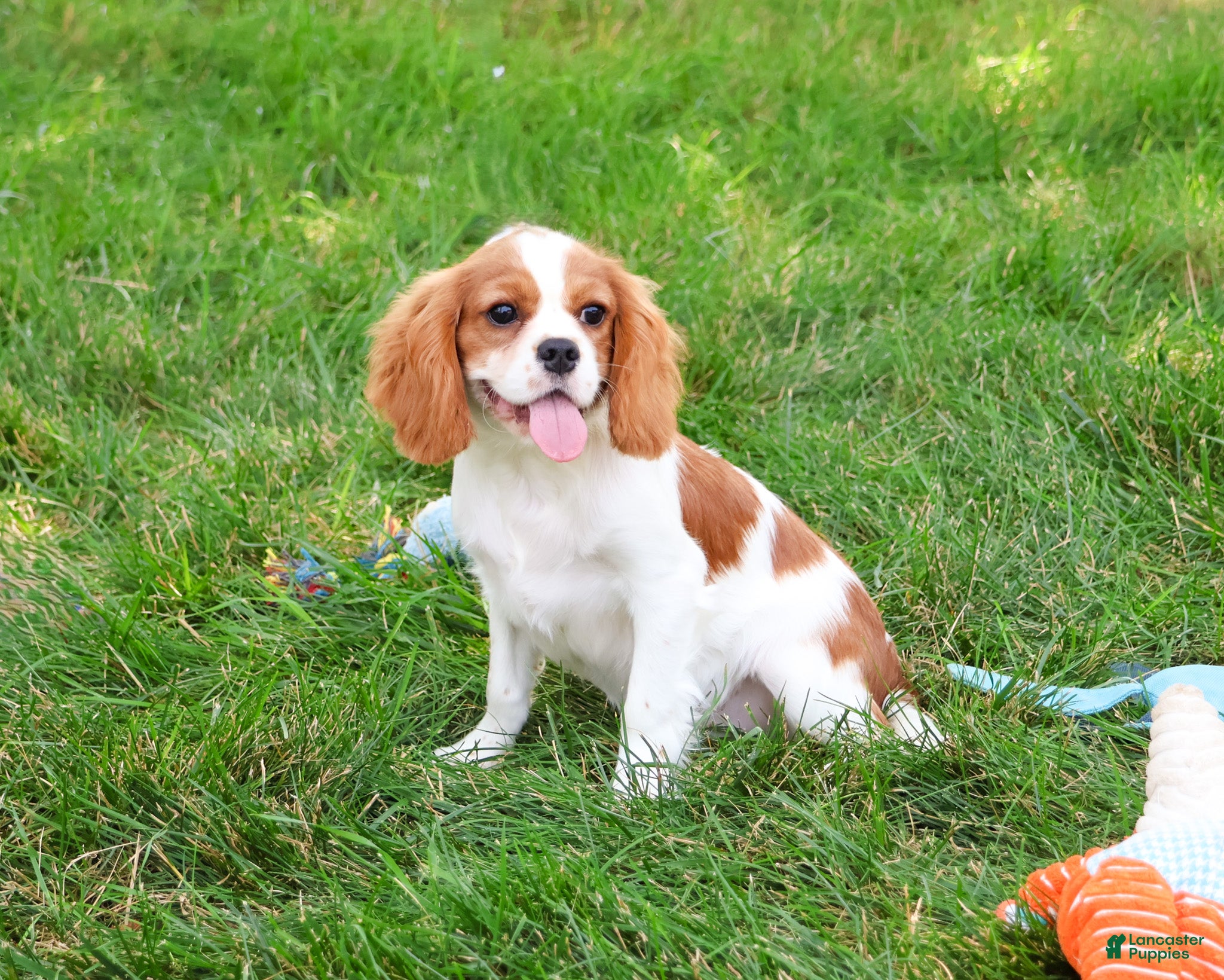 Cavalier King Charles Spaniel dogs Keanu - Ad 2