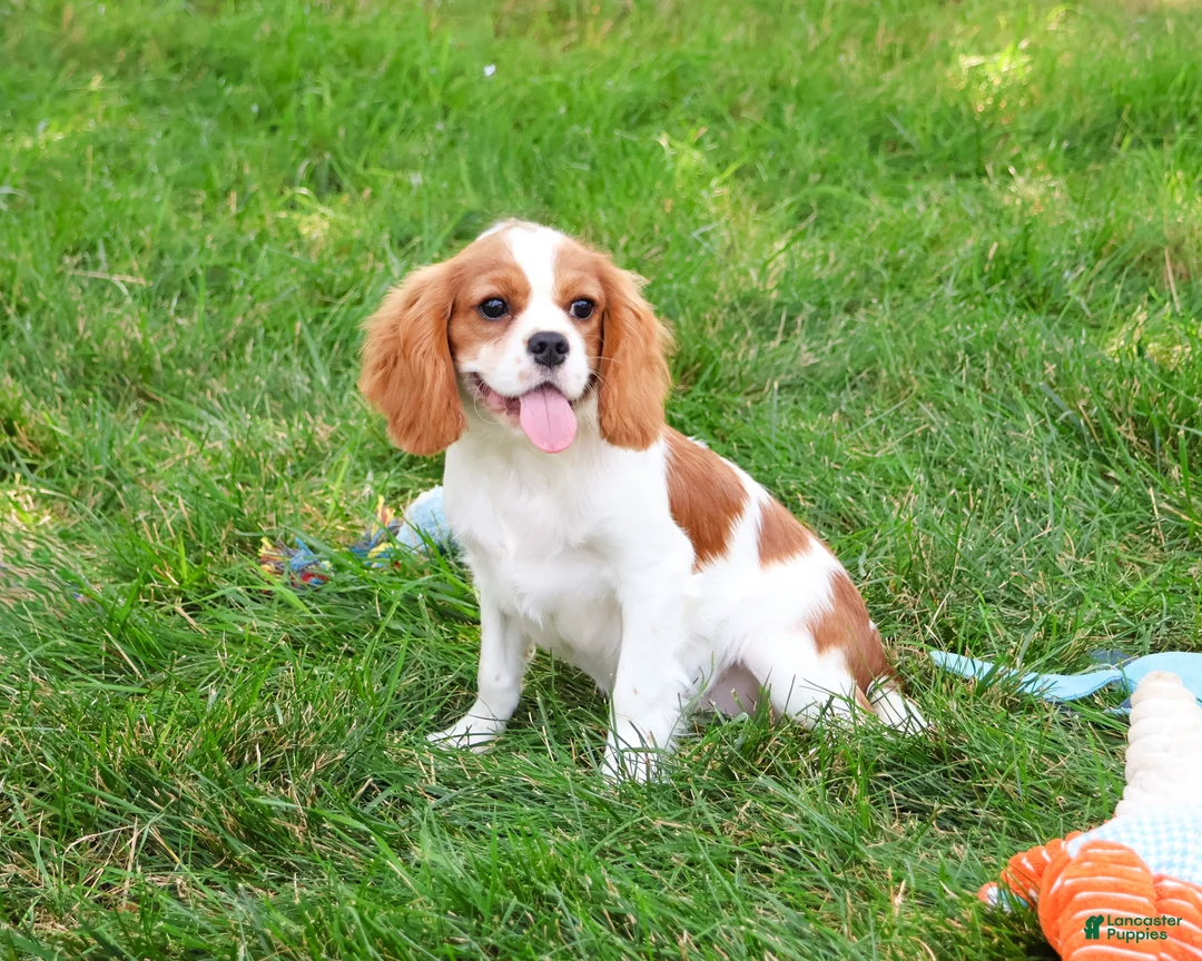 Cavalier King Charles Spaniel dogs for sale: Keanu - Ad 2