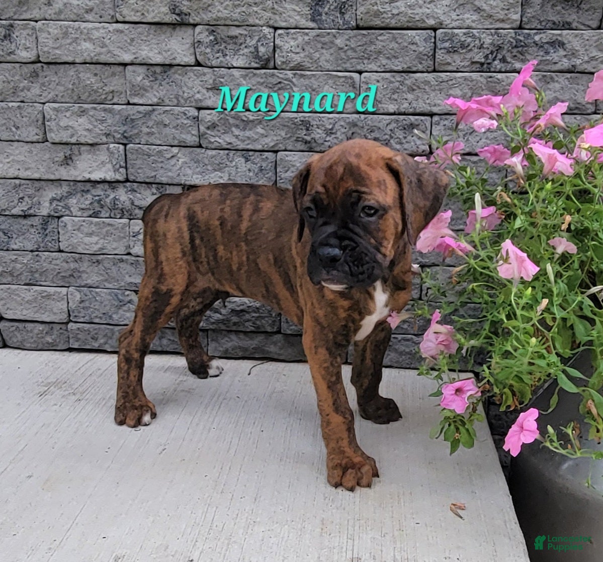 Boxer dogs Maynard - Ad 1