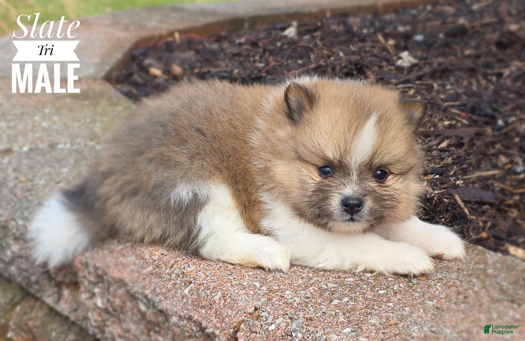 Pomeranian dogs for sale: Slate - Ad 1