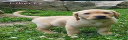 Labrador Retriever dogs for sale: Liberty - Ad 8