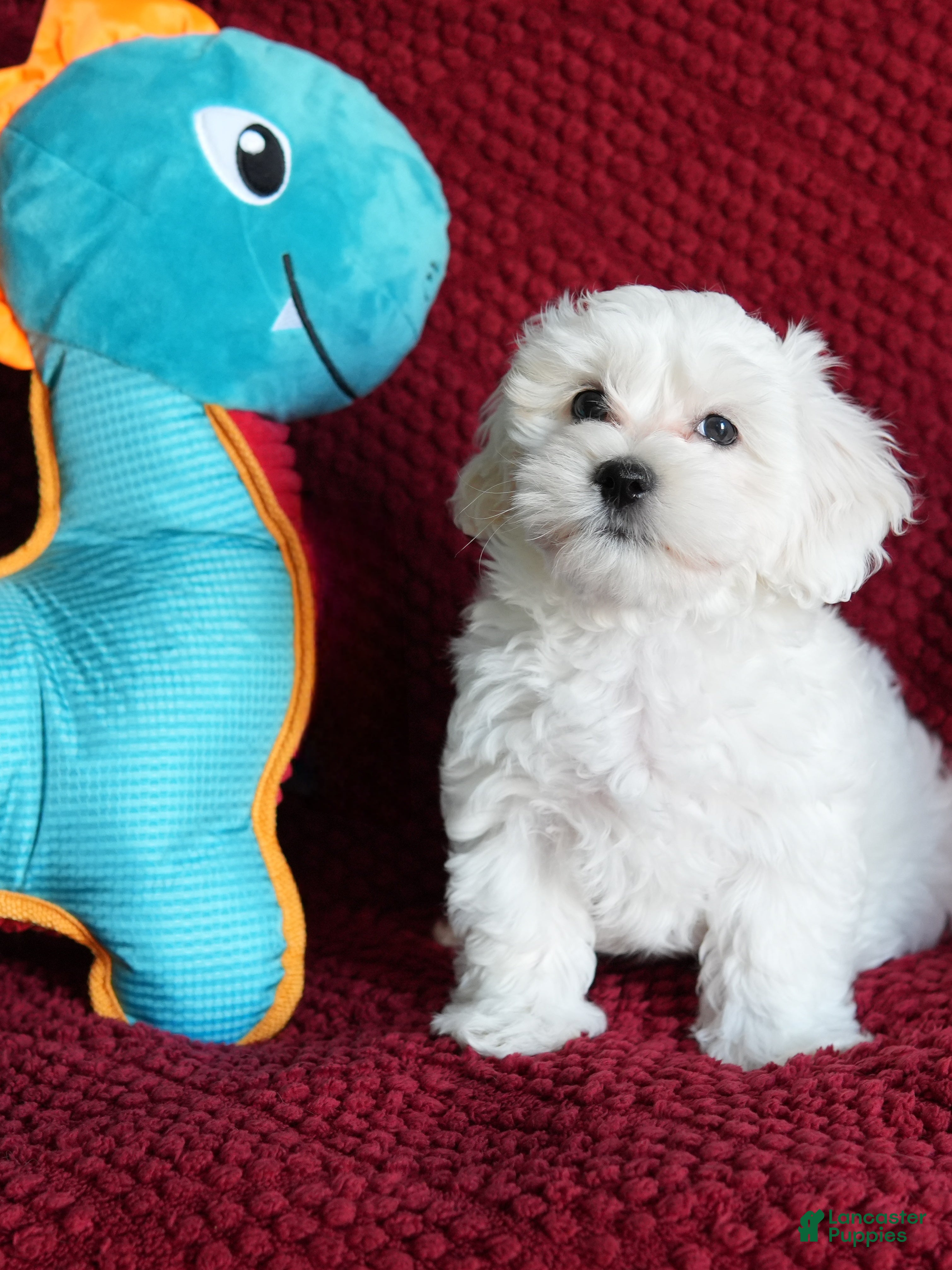 Coton De Tulear dogs Rowdy - Ad 1
