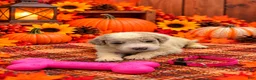 Mixed Breed dogs for sale: Hazel - Pink Collar Pyredoodle - Ad 3