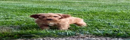 Mini Goldendoodle dogs for sale: Dustin - Ad 3