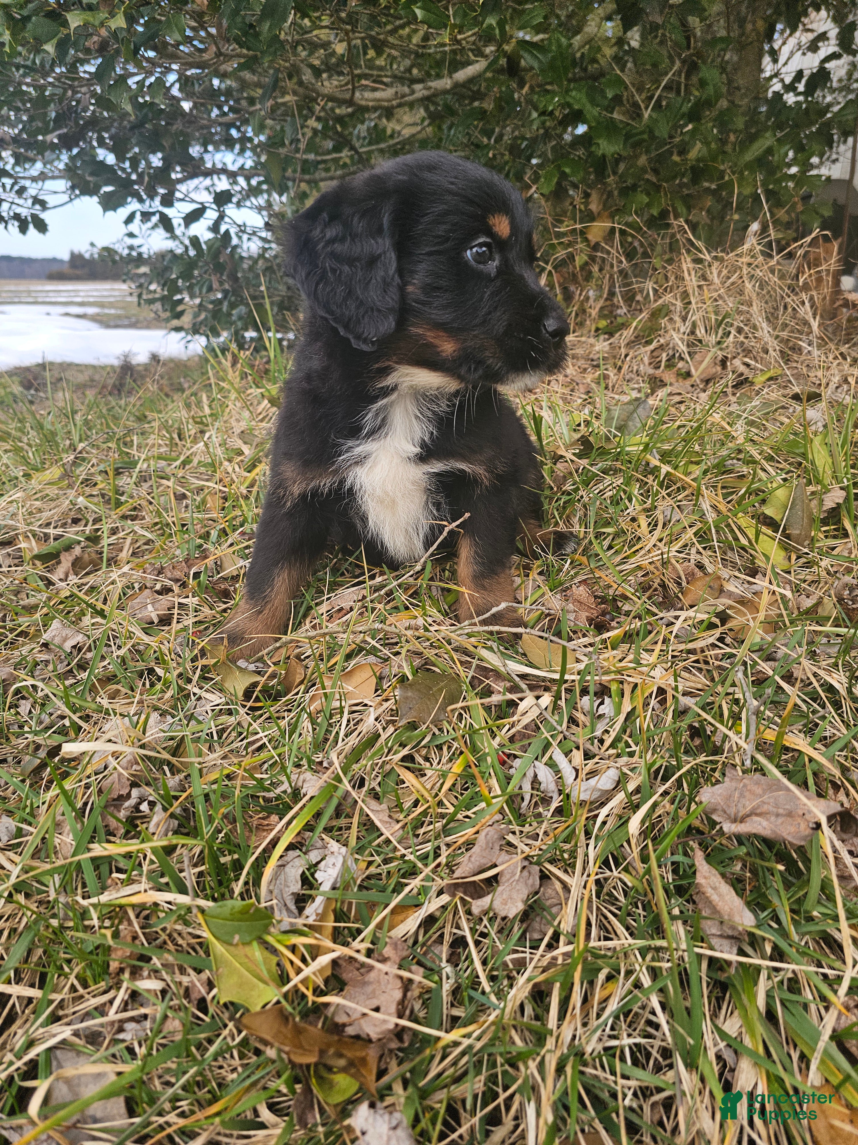 Mixed Breed dogs Poppy  - Ad 2