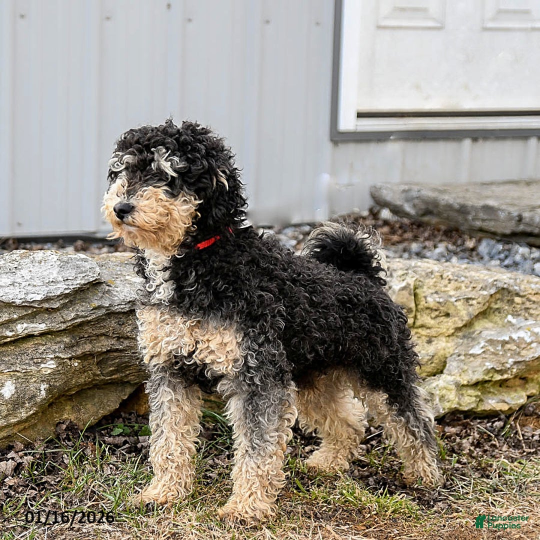 Miniature Poodle dogs for sale: Max - Ad 3