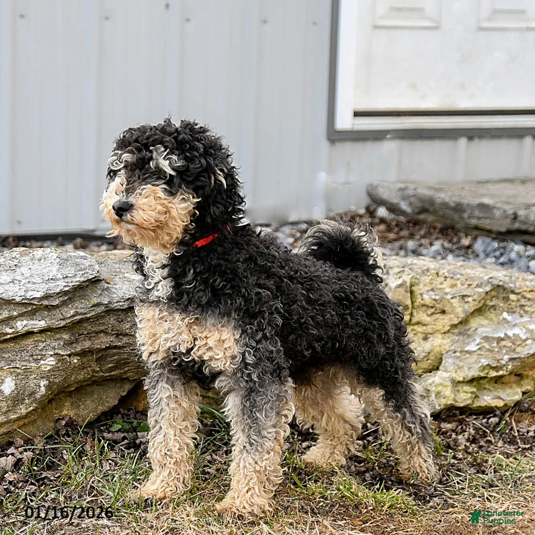 Miniature Poodle dogs for sale: Max - Ad 3