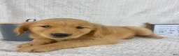 Golden Retriever dogs for sale: Ruby  - Ad 5