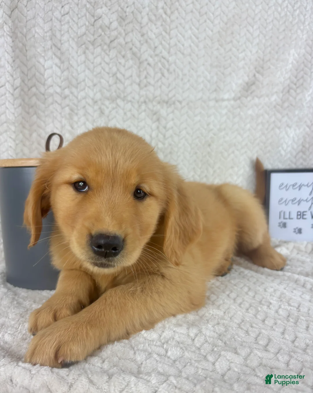 Golden Retriever dogs for sale: Ruby  - Ad 5