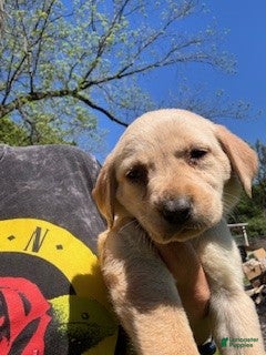 Labrador Retriever dogs Black Collar Female - Ad 38