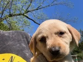 Labrador Retriever dogs Black Collar Female - Ad 21