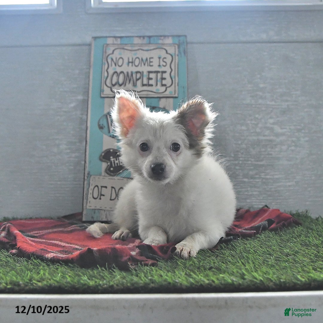 Chihuahua dogs for sale: Beau - Ad 5