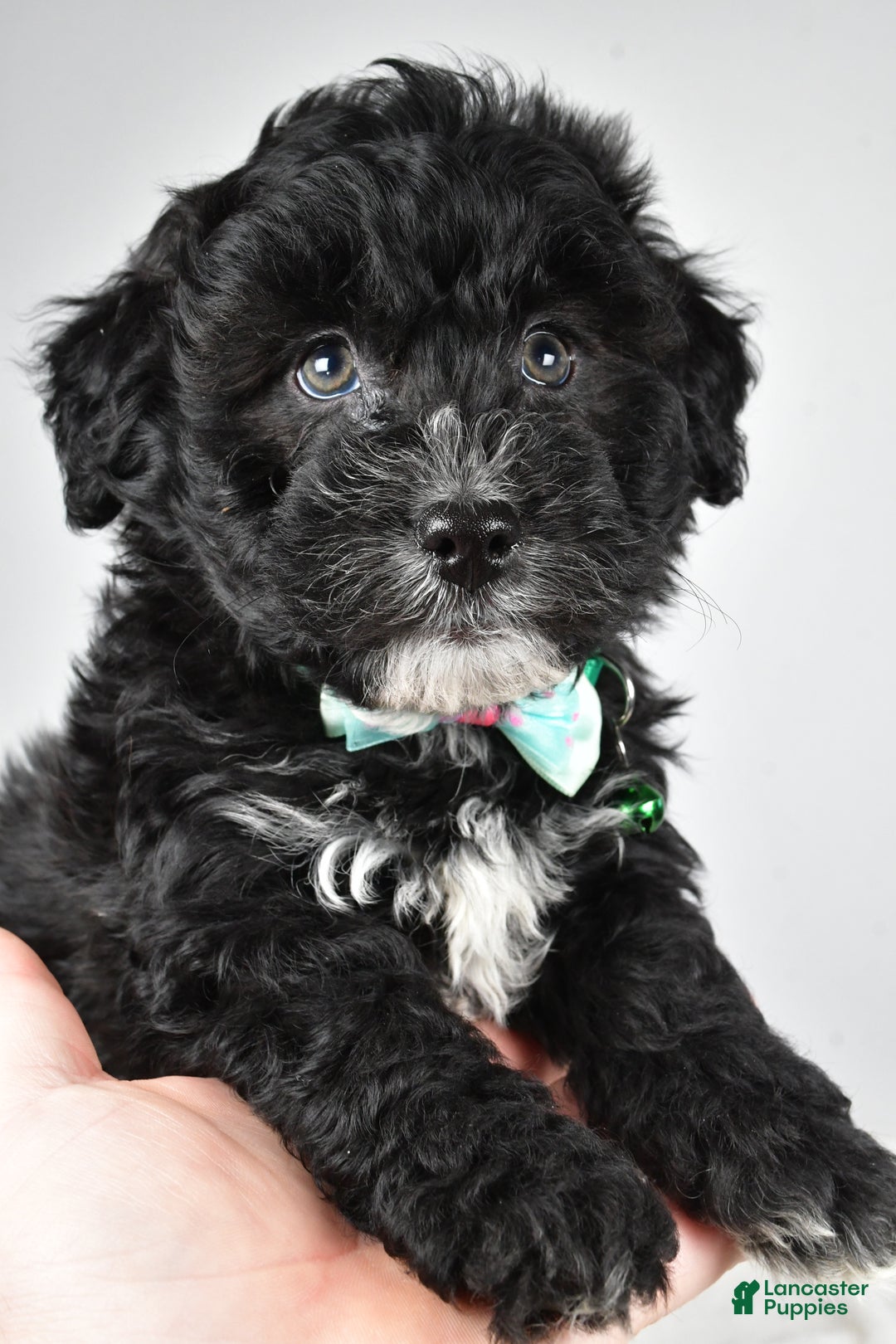 Newfypoo dogs for sale: Hickory f one b - Ad 6