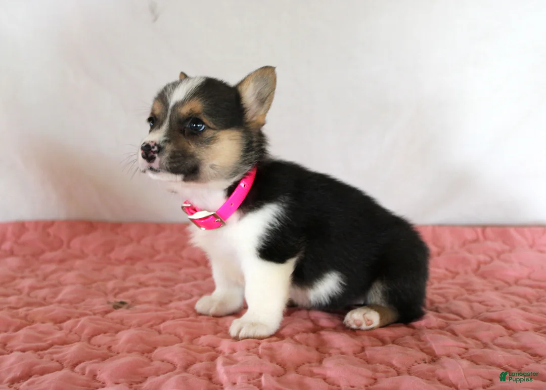 Welsh Corgi Pembroke dogs for sale: Hazel - Ad 2