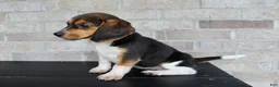 Beagle dogs for sale: Barbie  - Ad 5