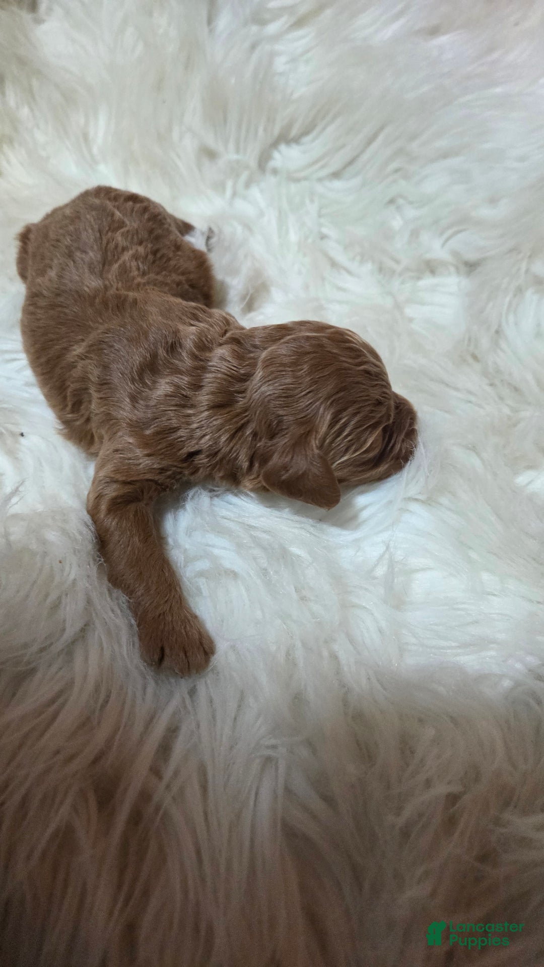 Cavapoo dogs for sale: Trey - Ad 13