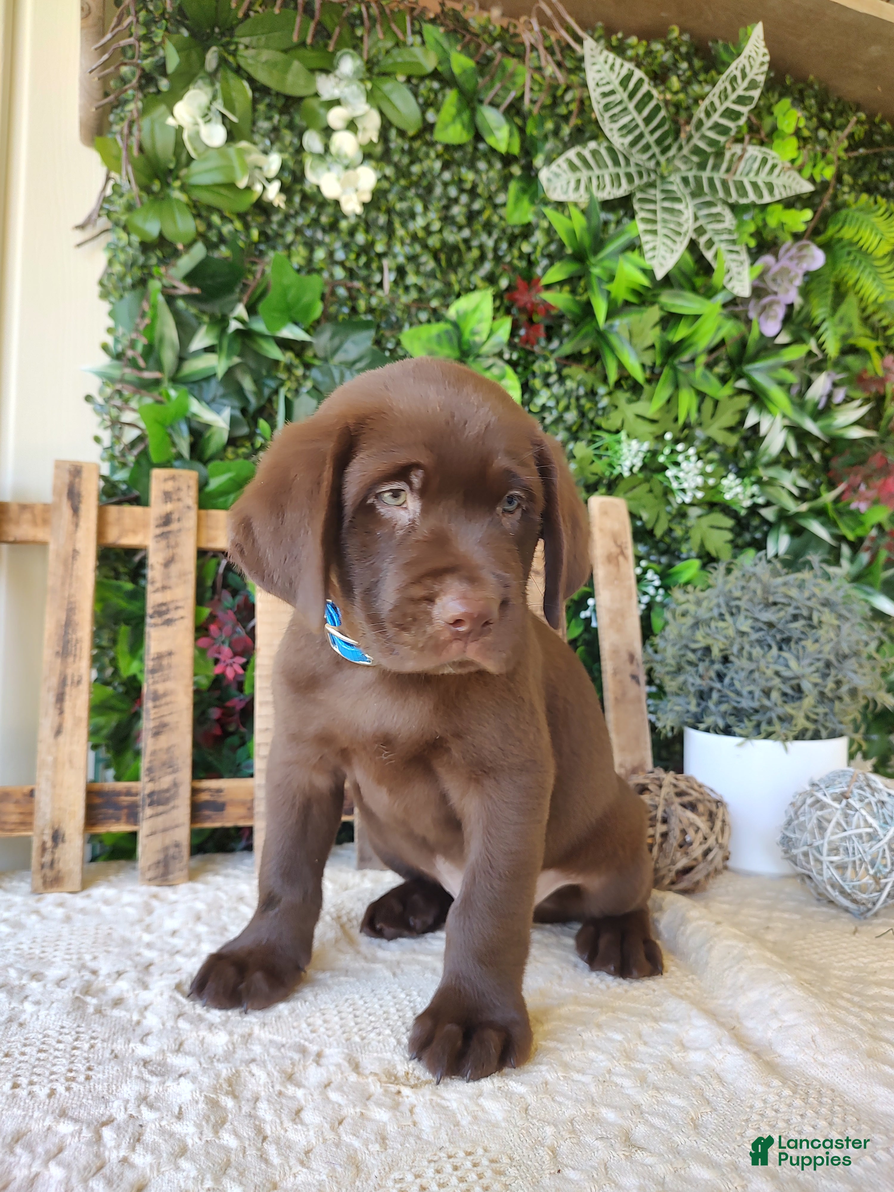 Labrador Retriever dogs for sale: Ranger - Ad 4