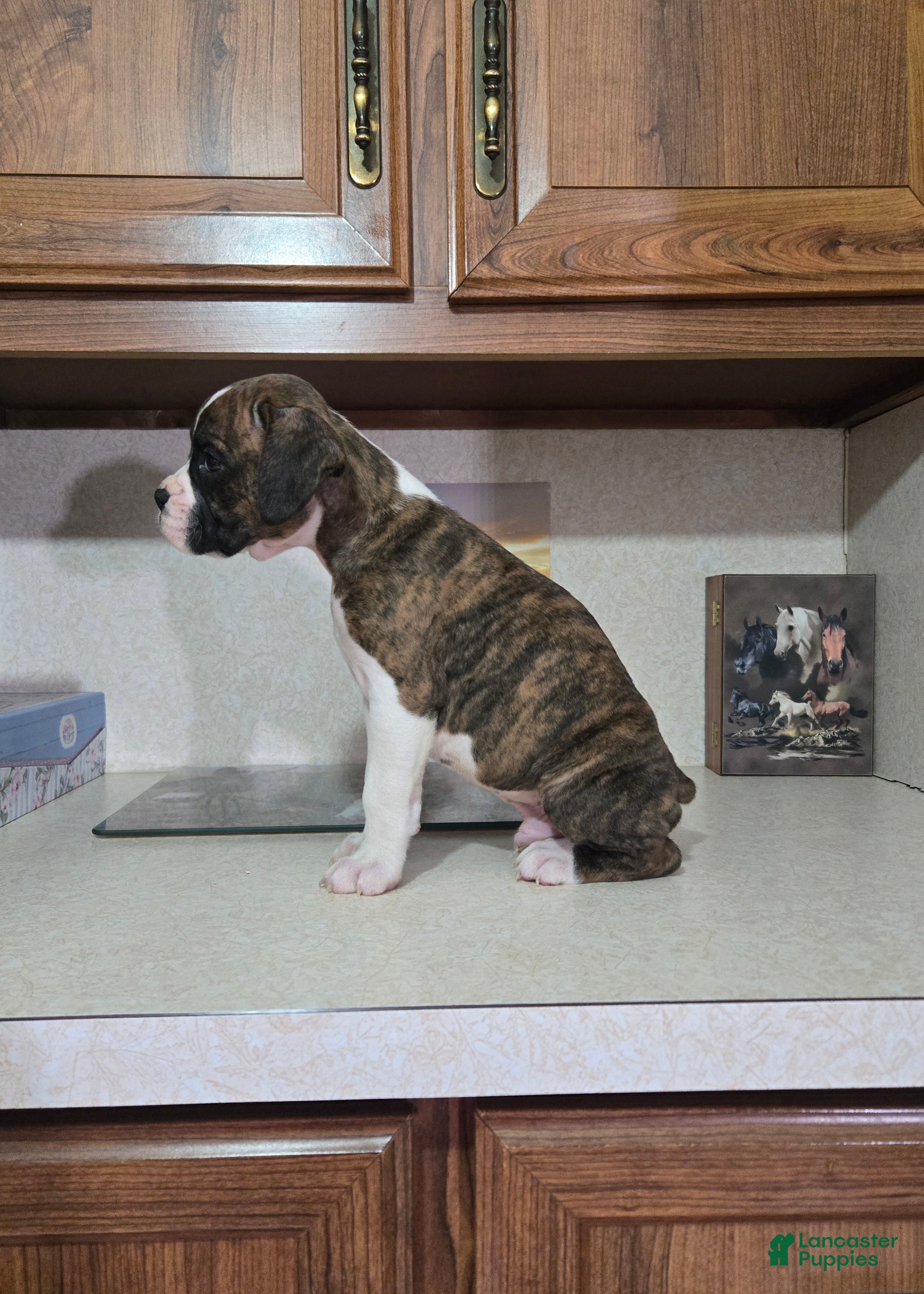 Boxer dogs Dallas - Ad 2