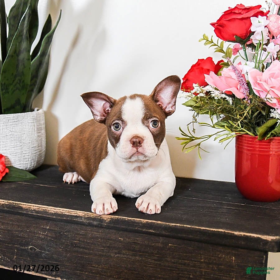 Boston Terrier dogs Caramel - Ad 2