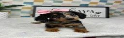 Miniature Dachshund dogs for sale: Dior - Ad 1