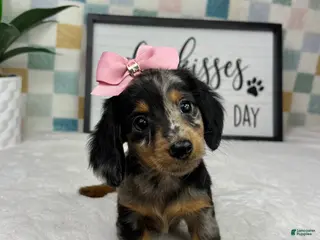 Miniature Dachshund dogs Dior - Ad 33