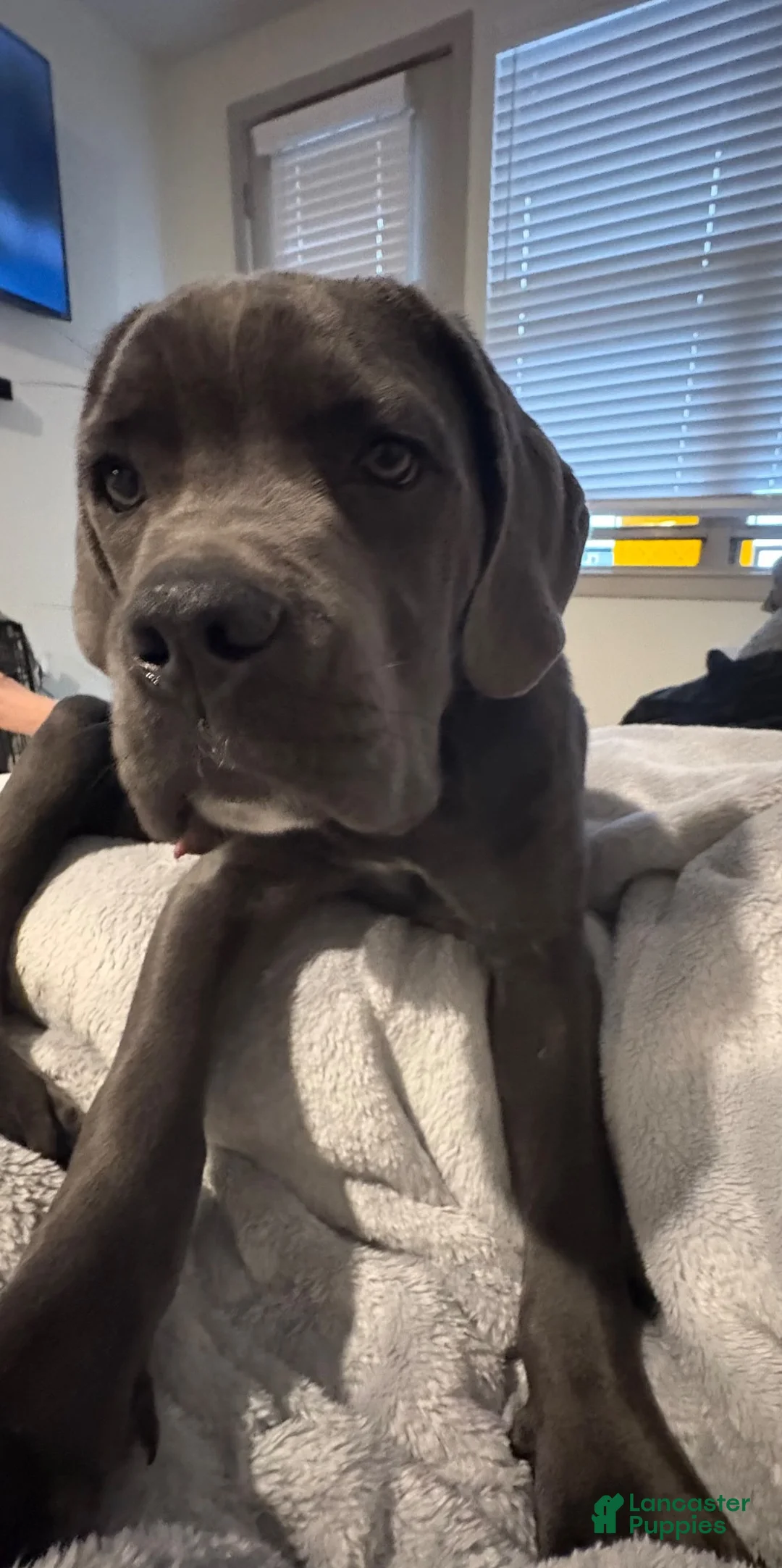 Mixed Breed dogs for sale: Ghost - Ad 1